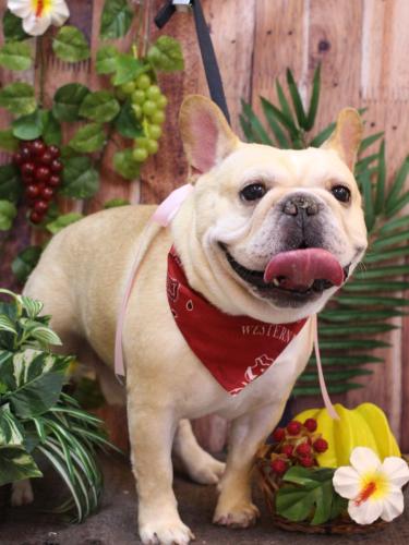 20230809こてつくん